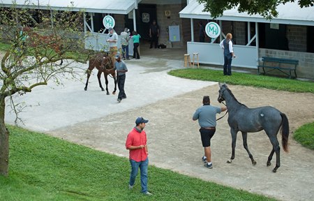 Horses are shown at the Keeneland September Sale