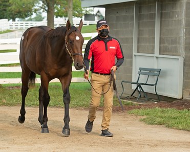 Loving Vindication - Horse Profile - BloodHorse