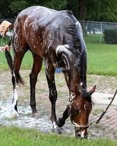 Storm the Court - Horse Profile - BloodHorse