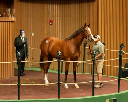 A horse in the ring at the 2020 Keeneland September Yearling Sale