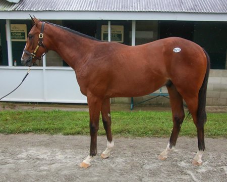 Authentic as a yearling at the 2018 Keeneland September Sale