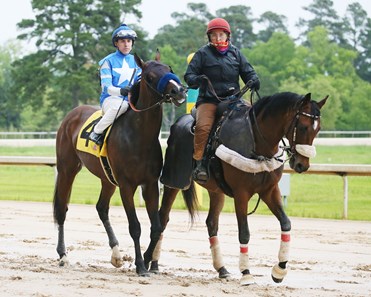 Thousand Words - Horse Profile - BloodHorse