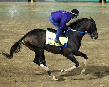 Max Player - Horse Profile - BloodHorse