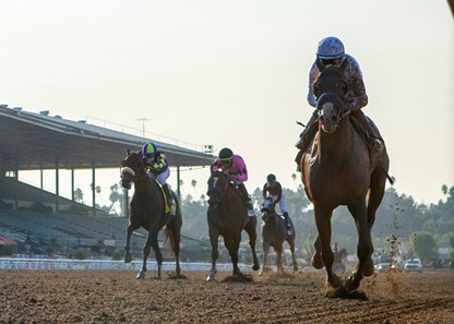 Improbable Horse Profile Bloodhorse