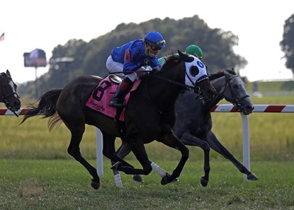Micheline Horse Profile Bloodhorse