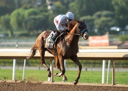 Improbable Horse Profile Bloodhorse