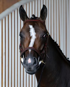 Max Player - Horse Profile - BloodHorse