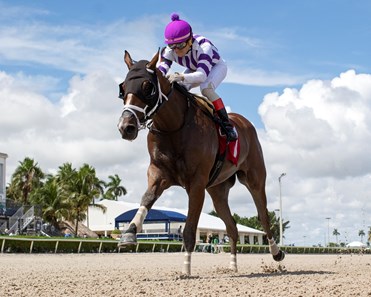 Raison d'Air - Horse Profile - BloodHorse