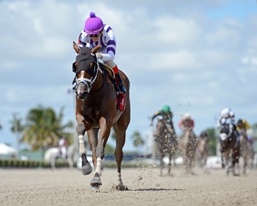 Raison d'Air - Horse Profile - BloodHorse