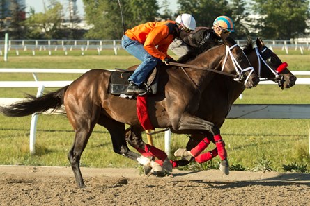 Olliemyboy - Horse Profile - BloodHorse