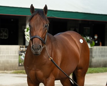 Crossing The Tape Horse Profile Bloodhorse