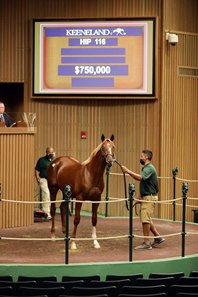 The Arrogate colt consigned as Hip 116 in the ring at the Keeneland September Sale