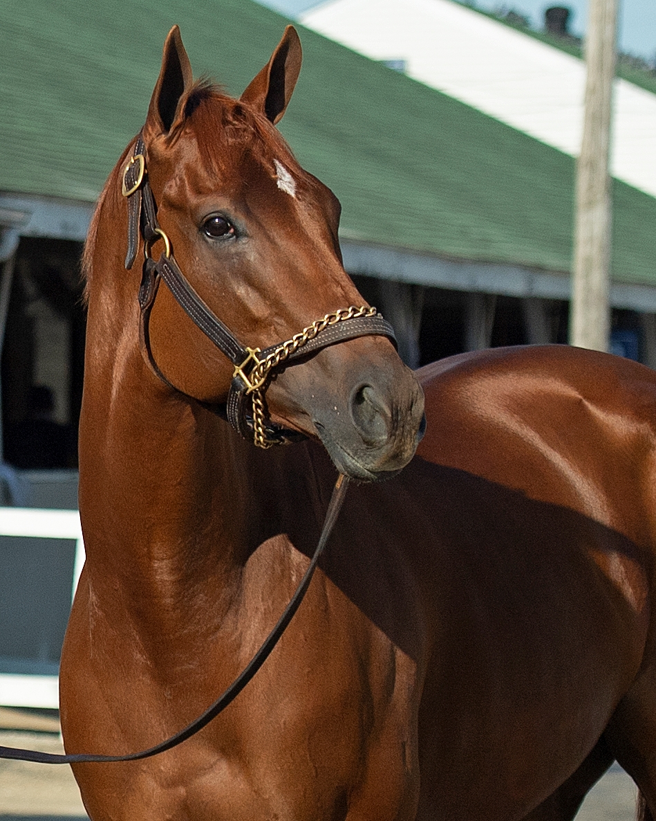 Monomoy Girl Has Lifted Connections Into Spotlight BloodHorse