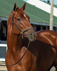 Monomoy Girl at Churchill Downs 