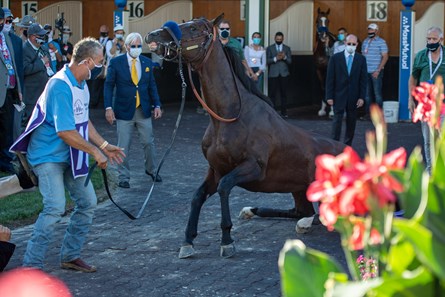 Thousand Words - Horse Profile - BloodHorse