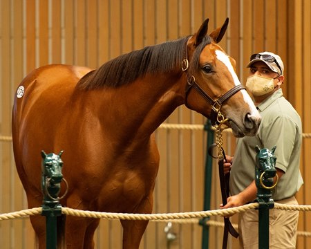 The Into Mischief filly consigned as Hip 275 in the ring at the Keeneland September Sale