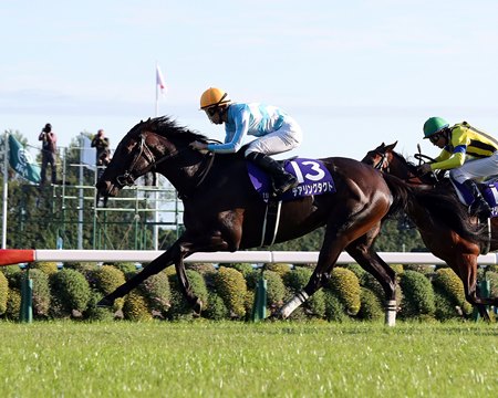 Daring Tact wins the Shuka Sho at Kyoto Racecourse