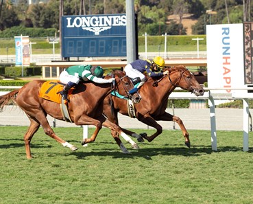 Astute Horse Profile Bloodhorse