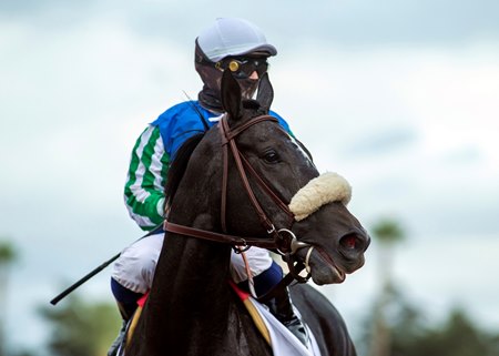 Maxim Rate won the Goldikova Stakes at Santa Anita Park