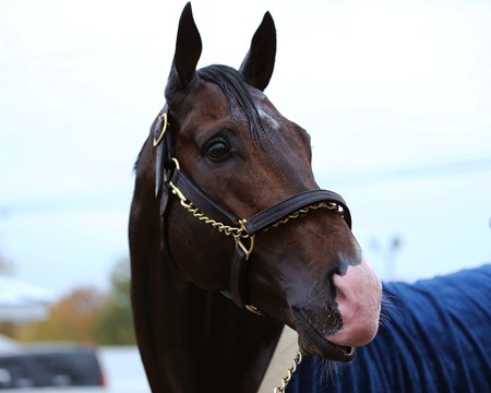 Higher Power takes a bath following his Oct. 25 breeze at Keeneland