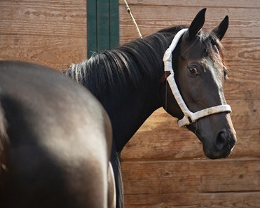 Midnight Bisou - Horse Profile - BloodHorse