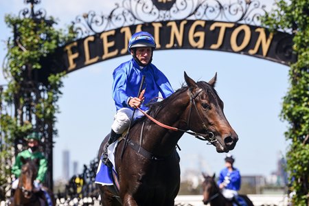 Ingratiating returns from his win in the Maribyrnong Trial Stakes at Flemington 