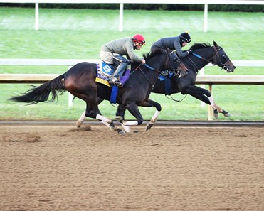 Ollie S Candy Horse Profile Bloodhorse