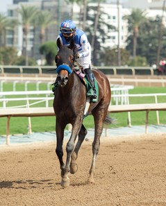 Beautiful Gift Horse Profile Bloodhorse