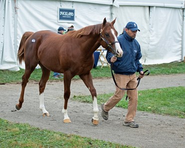 Mr. Z - Horse Profile - BloodHorse