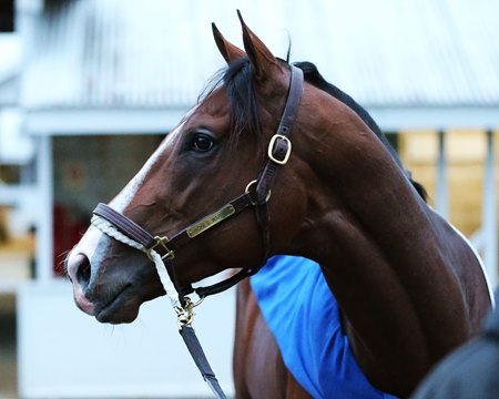 Jackie S Warrior Living Up To His Name Bloodhorse