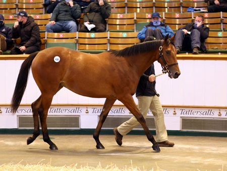 Galileo Filly Becomes Year's Most Expensive Yearling - BloodHorse