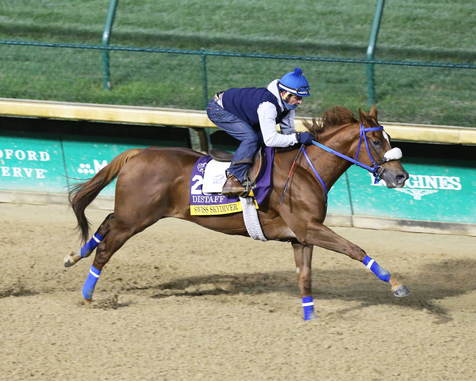 Swiss Skydiver Distaff Bound Busy BC Tab at Churchill BloodHorse