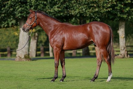 The session-topping colt by Siyouni consigned as Lot 157 to the Arqana October Sale