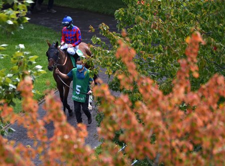 A horse heads to the track during the 2020 fall meet at Keeneland