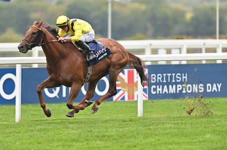Addeybb wins the Champion Stakes at Ascot Racecourse