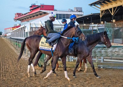 Max Player - Horse Profile - BloodHorse