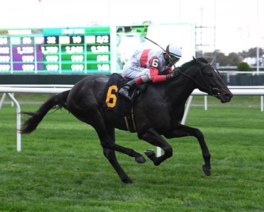 Scarlett Sky Horse Profile Bloodhorse