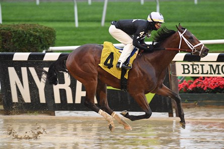 Storm Shooter Horse Profile Bloodhorse