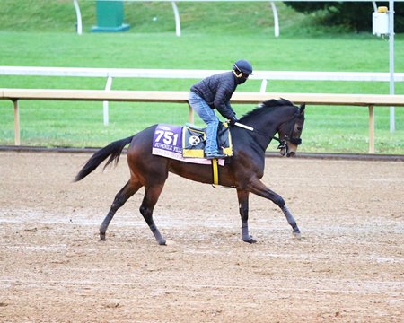 Dayoutoftheoffice Essential Quality Breeze For Bc Bloodhorse