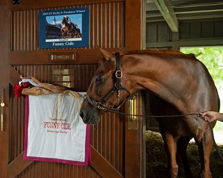 Funny Cide at the Kentucky Horse Park