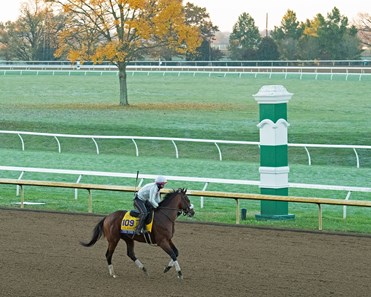 Tiz the Law - Horse Profile - BloodHorse