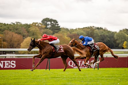 The Revenant Gb Horse Profile Bloodhorse