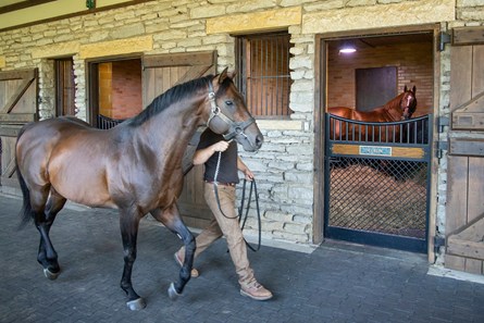 Bayern - Horse Profile - Bloodhorse