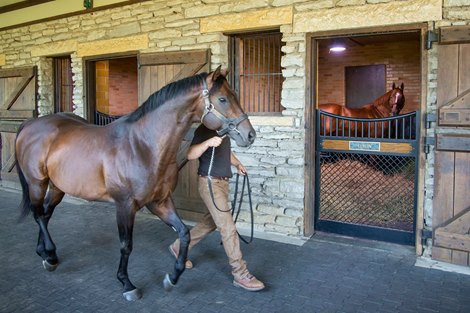 Bayern, Breeders' Cup Classic Winner, Dies at 15