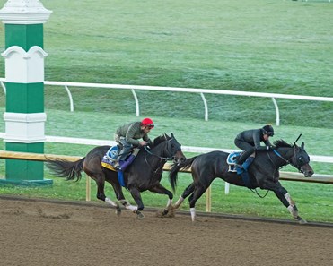 Ollie S Candy Horse Profile Bloodhorse