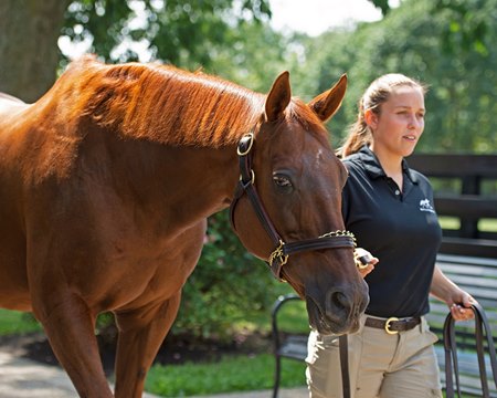 Funny Cide in 2020 at the Kentucky Horse Park