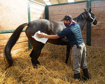 Midnight Bisou - Horse Profile - BloodHorse