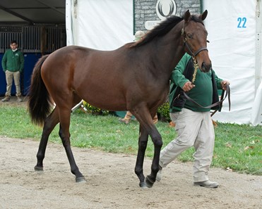 V. E. Day - Horse Profile - BloodHorse