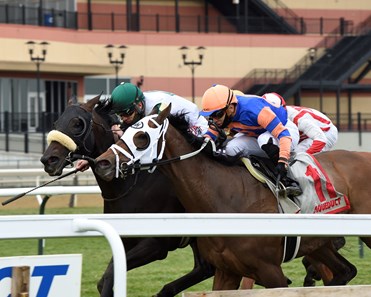 City Man - Horse Profile - BloodHorse