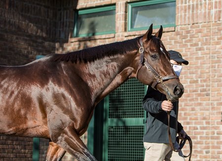 Tom's d'Etat arriving at WinStar Farm in 2020